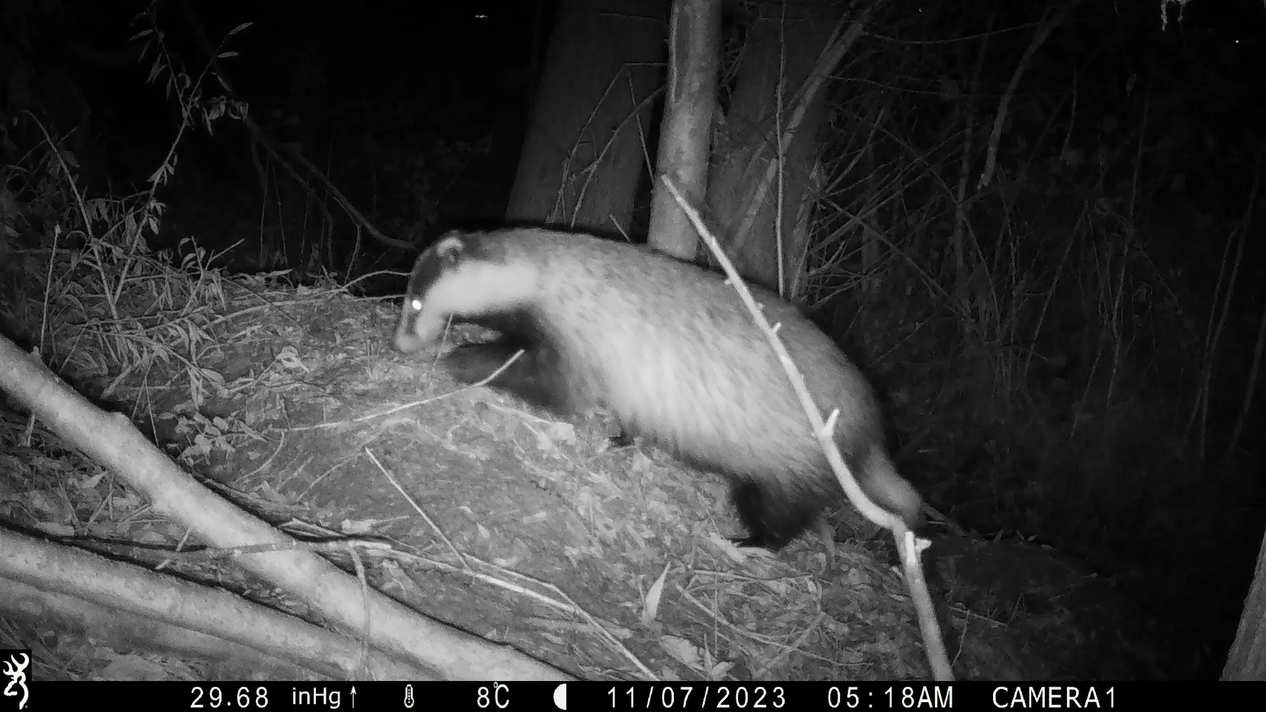 Uit opnames van wildcamera’s blijkt dat de aanwezige dassen door de goed voorbereide aanpak geen hinder hebben gehad van ons werk.