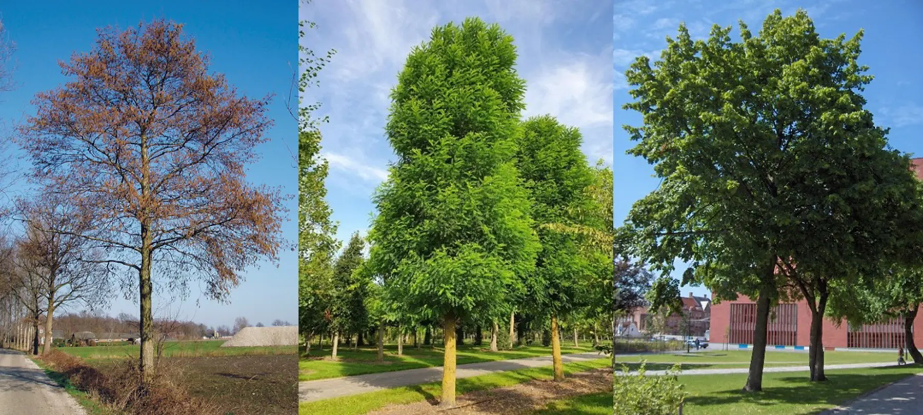 Van links naar rechts: Witte Els, Robinia, Zilverlende