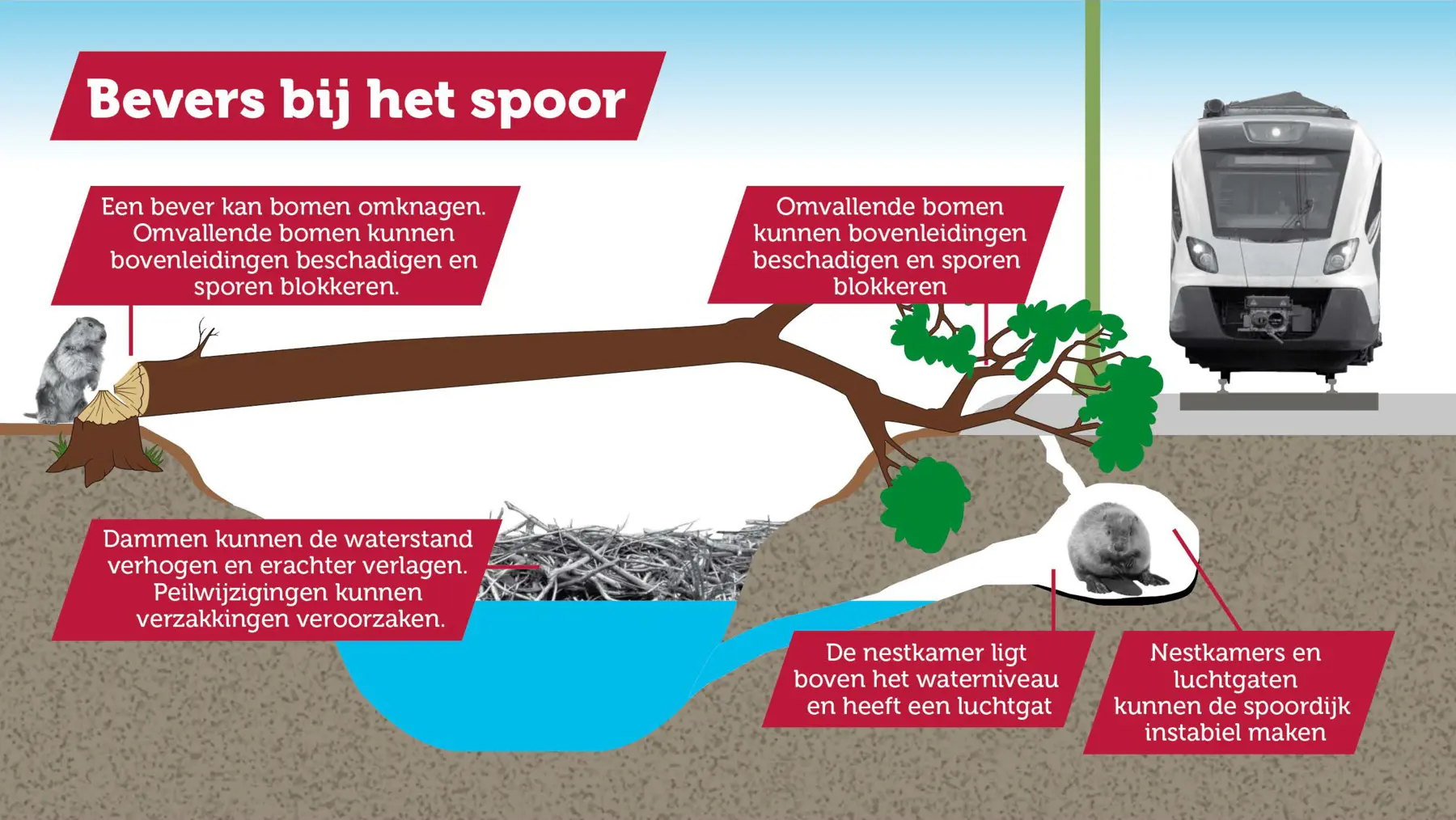 Infographic De risico's van bevers bij het spoor