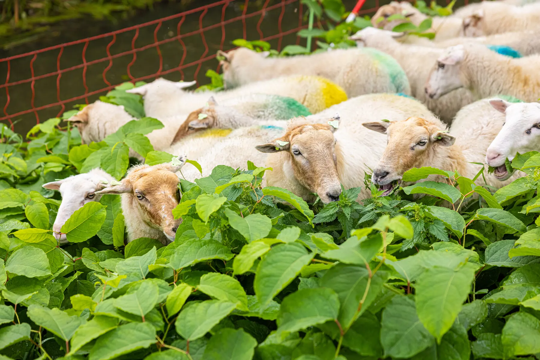 Schapen in een zee van Japanse Duizendknoop